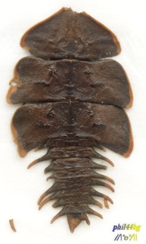 Lycidae - ,
