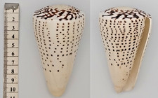 Coquillage de collection