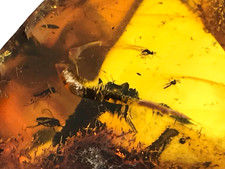 Pièce d'ambre 4 insectes