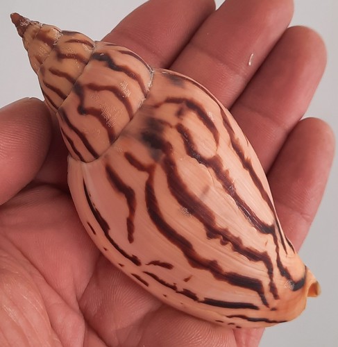 Curiosité taxidermie - curiosité, ,