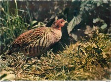 Carte Postale - Animaux -