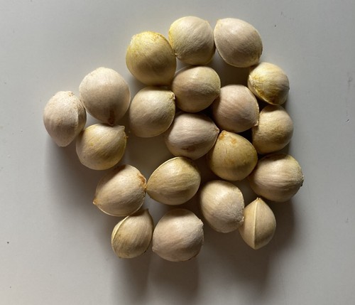 Graines ginkgo biloba - ginkgo,