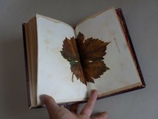 La brunissure de la vigne. Cause, conséquences, traitement. Par RAVAZ. 1904 