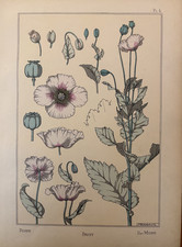 Eugène GRASSET : PAVOT