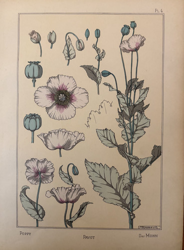 Eugène grasset pavot - grasset, :