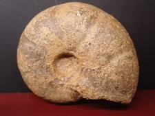 ammonite Desmoceras