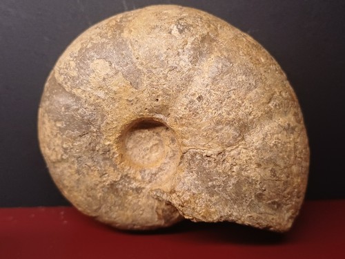 Ammonite desmoceras - ammonite,