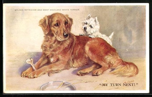 Carte postale golden retriever - postale,
