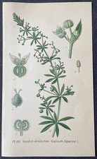 Botanique Gaillet Gratteron