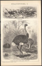 1897 Gravure originale