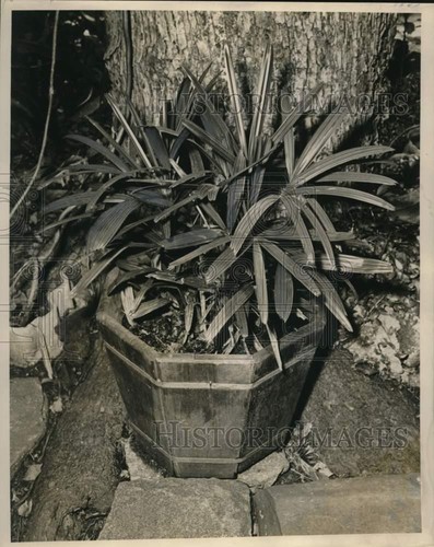 1961 press photo potted - 1961,