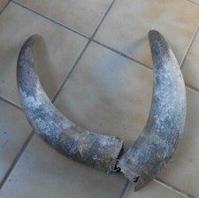 2 etuis cornes de taureau  toros   taxidermie objet déco loft manche couteau n 1