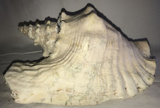 Ancien Gros Coquillage de Mer Caraibes--------745