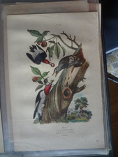 Gravure ancienne XIX Nature 