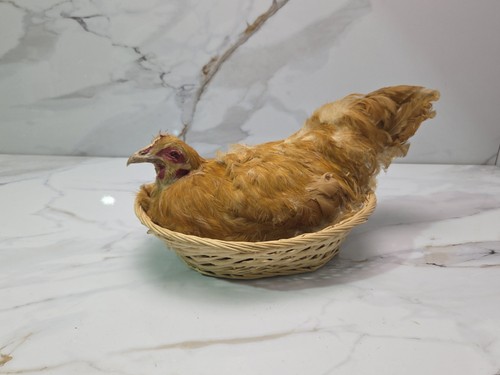 Vintage taxidermy nested - taxidermy,