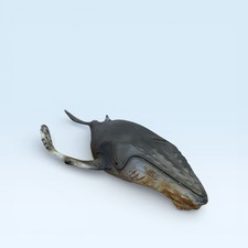 Schleich 16083 Humpback Whale