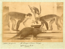 Singes capucins, musée d'histoire naturelle Vintage albumen print