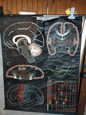 CARTE SCOLAIRE DR AUZOUX - LE CERVEAU/CELLULE  - P SOUGY  - 100X130 CM - VINTAGE