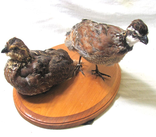 Pair handsome bobwhite - pair,