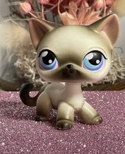 🌸Petshop Chat Européen