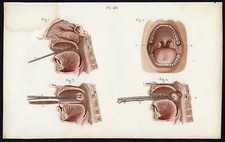 Cabinet de curiosité planche