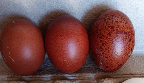French black copper marans - copper,