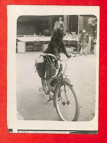 Photo amusante chien sur - ",