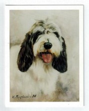 New Petite Basset Griffon