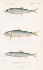 Hering Herring Clupea Harengus