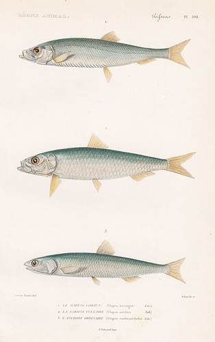 Hering herring clupea harengus - hering,