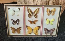 CABINET CURIOSITÉ TABLEAU CADRE PAPILLONS BUTTERFLY TAXIDERMIE COLLECTION