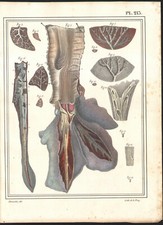 1825 Gravure originale