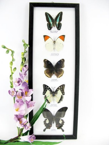 Papillons taxidermie cadre - 5,