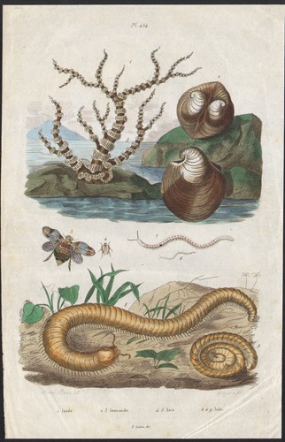 1833 gravure aquarellée - gravure,