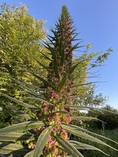 10 graines Echium pininana