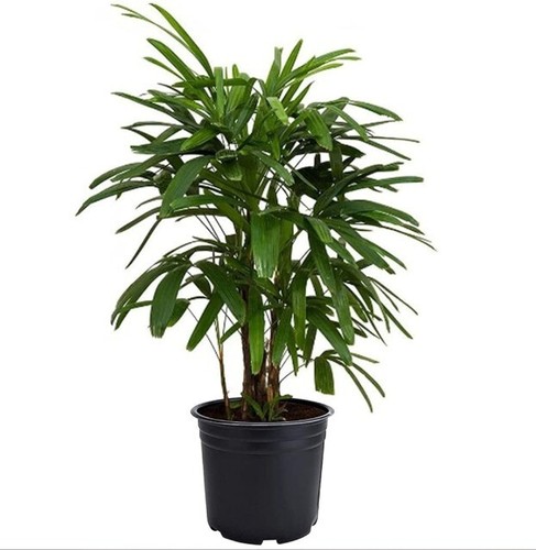 Lady palm tree pot - lady,