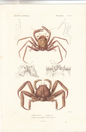 Original rare hand colored - original,