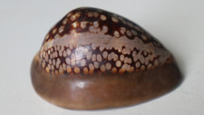 collection coquillage CYPRAEA MAURITIA MAURITIANA PORCELAINE 83mm MADAGASCAR
