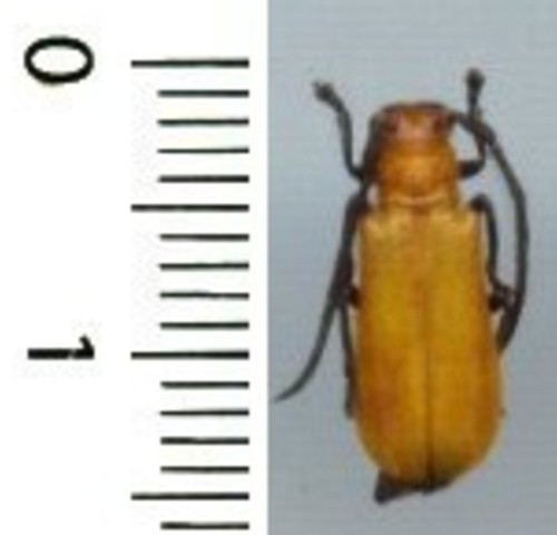 Cerambycidae bacchisa - -,