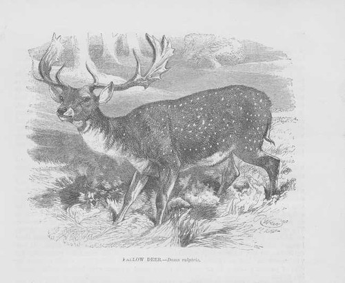 Daim dama cerf gravure sur - daim,