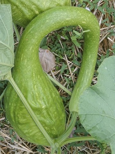 Courge matraque marenka - 🎃, marenka'