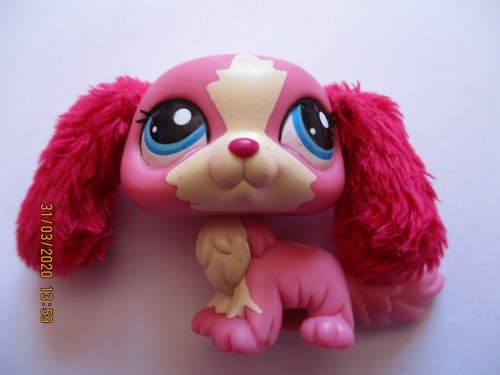 Petshop chien cavalier king - chien,