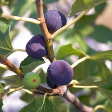 Ficus carica 'Sultane' -