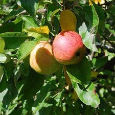 Pommier 'Reine des Reinettes'