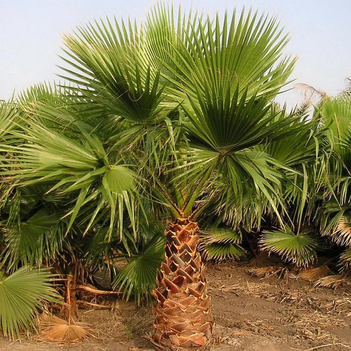 Washingtonia robusta palmier - robusta,