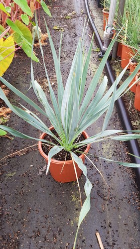 Yucca french flag - 'french, flag'