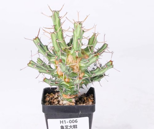 Rare cacti euphorbia - rare,