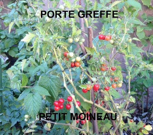 Sachet à 240 - 20, graines
