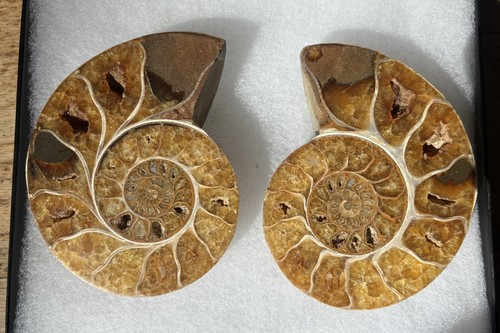 Ammonite fossil 596g 11cm - ammonite,