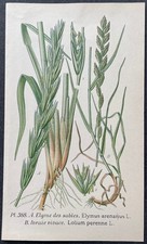 Botanique Elyme des sables Ivraie vivace Gravure couleur de 1893 par Masclef